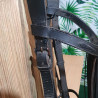 Bridon espagnol cheval