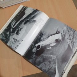 Livre Chevaux Arabes