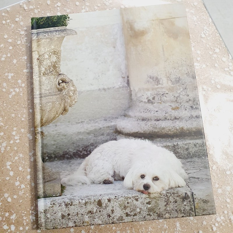 Les Chiens en France