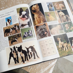 Les Chiens en 1000 photos
