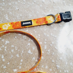 Collier 41-56cm / 1,9cm + Laisse 1,2m
