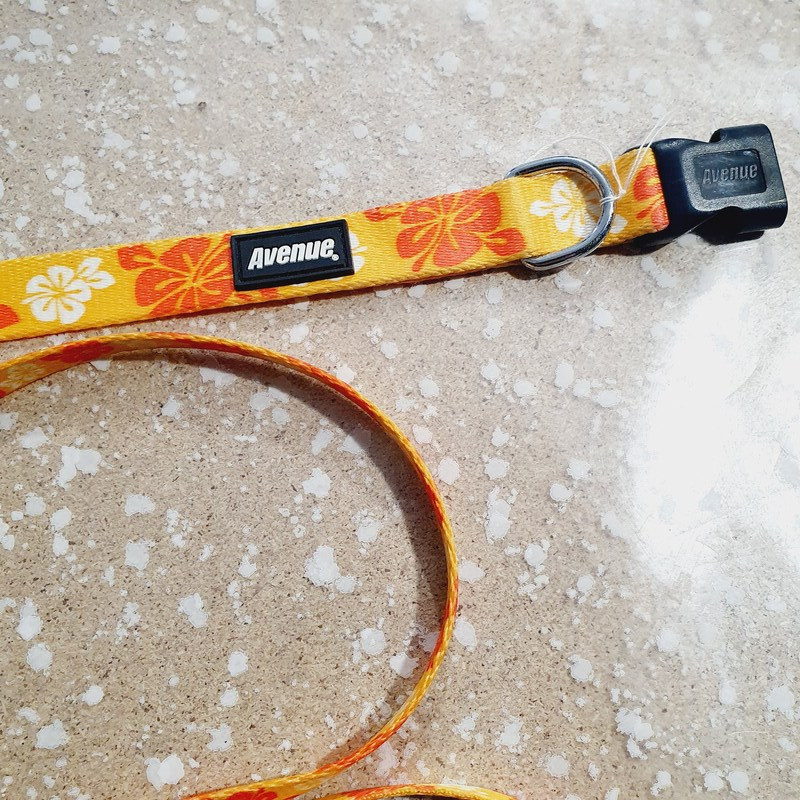 Collier 41-56cm / 1,9cm + Laisse 1,2m