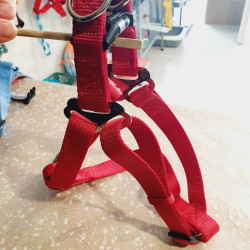 Harnais max 75cm / 2,5cm