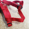 Harnais max 75cm / 2,5cm