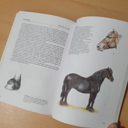 Chevaux