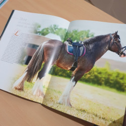 Cheval un univers fabuleux